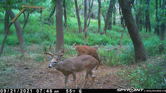 How do I attract bigger bucks to my property?