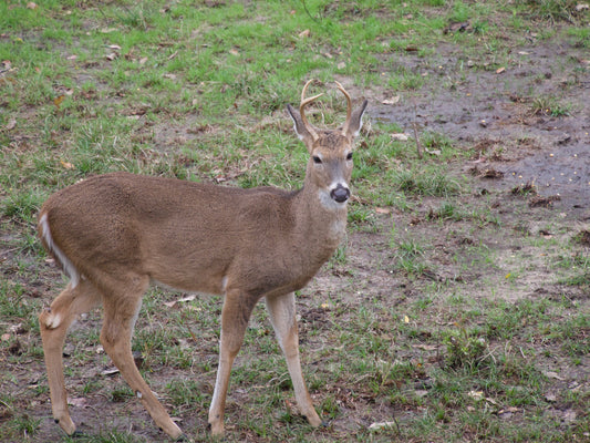 How do I hunt bucks in early October?